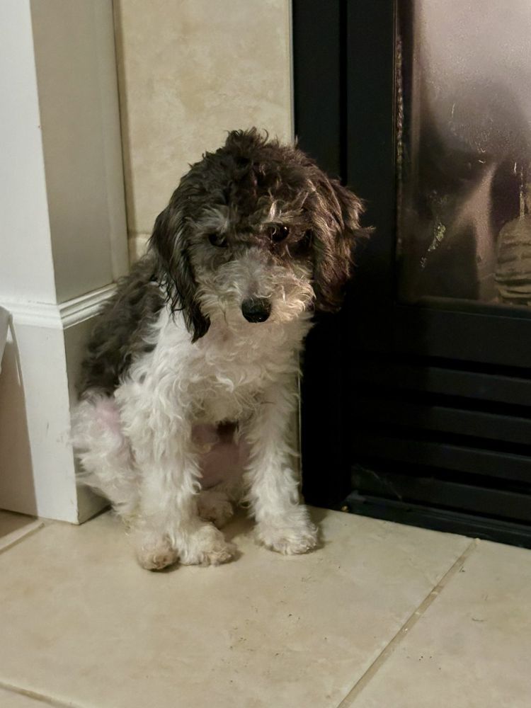 Ernie by the fireplace